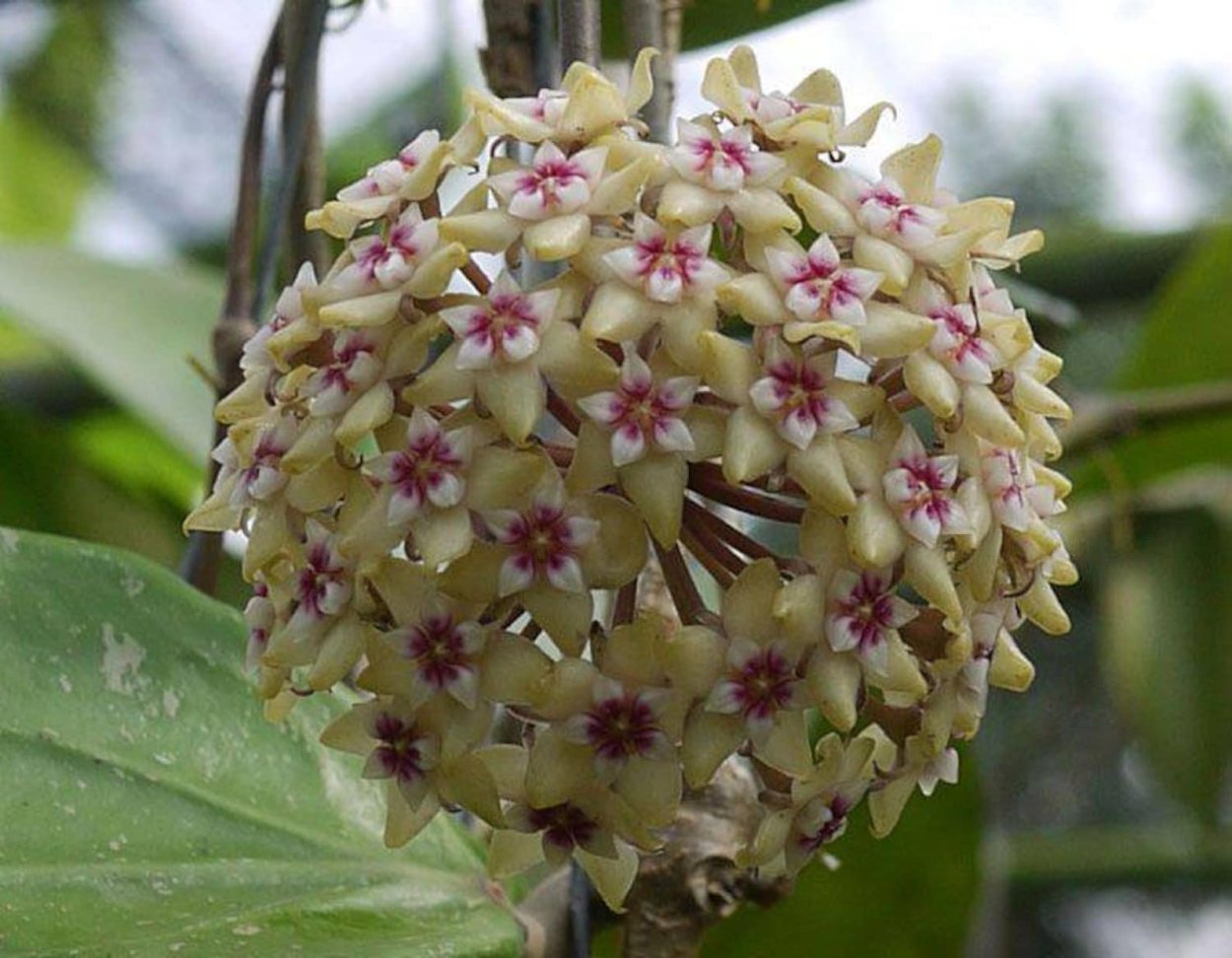 Hoya Imperialis 'Palawan'