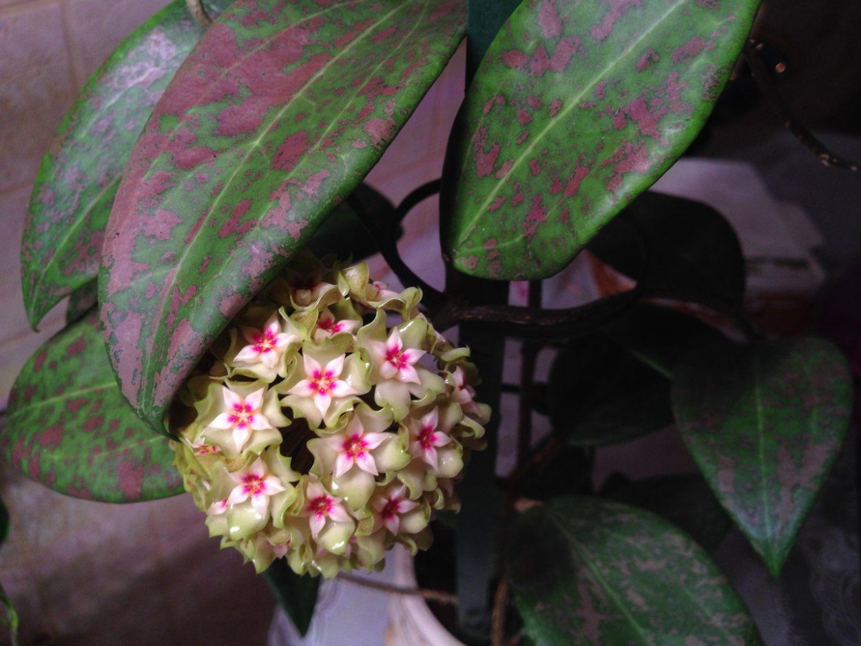 Хойя griffithii Gold