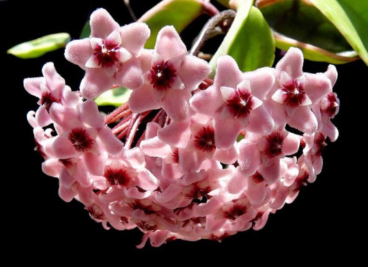 Хойя диверсифолия Hoya diversifolia