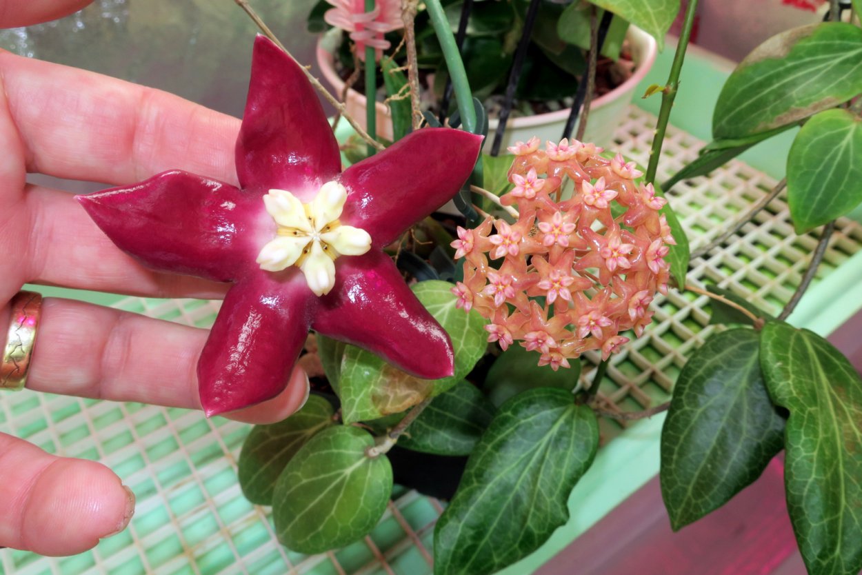 Хойя Вибержи (Hoya wibergiae),