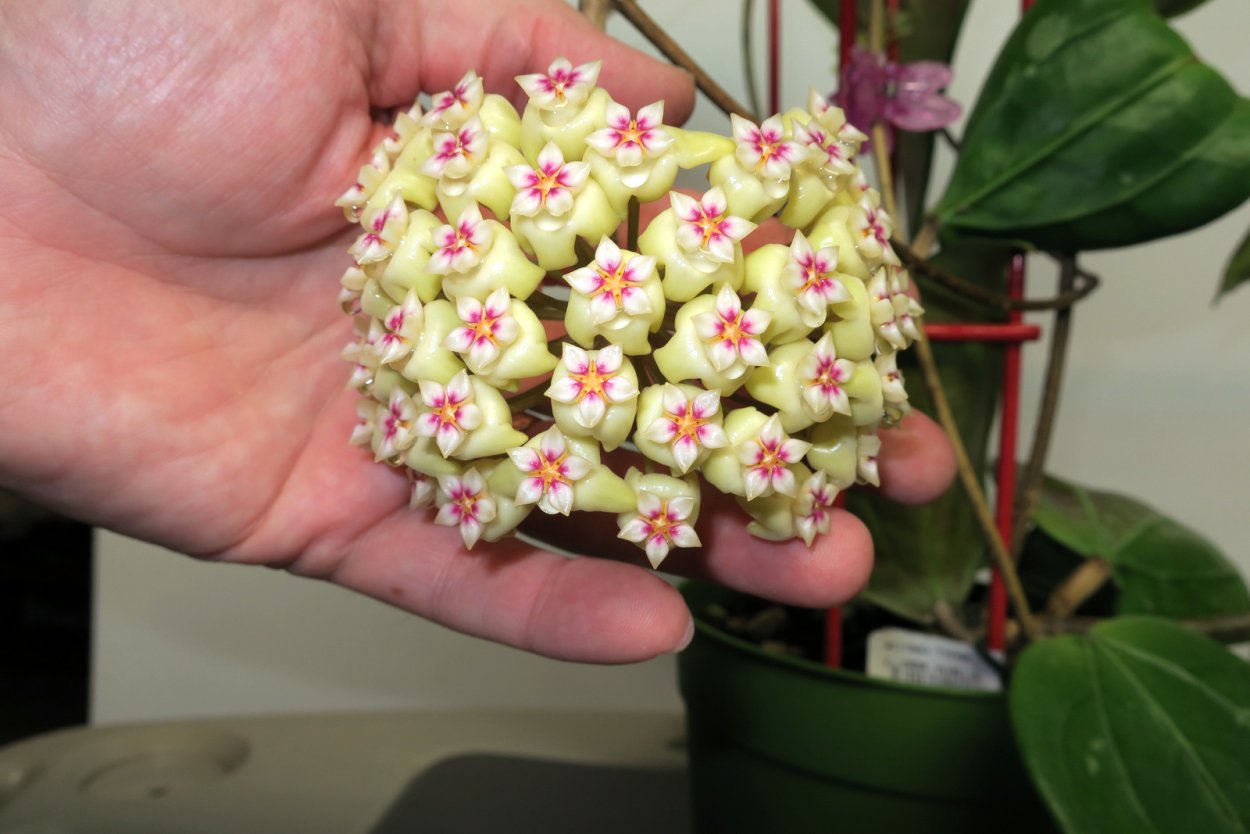 Хойя каприфолия