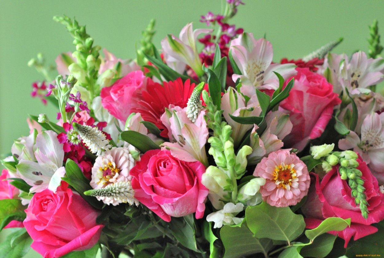 , Ромашка, , , Астра, , георгин,