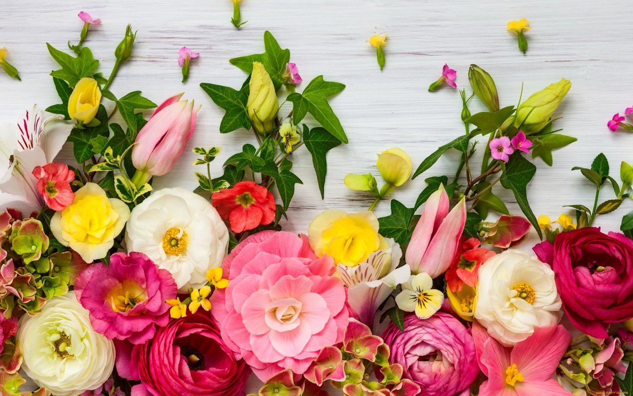 Очень красивые цветы