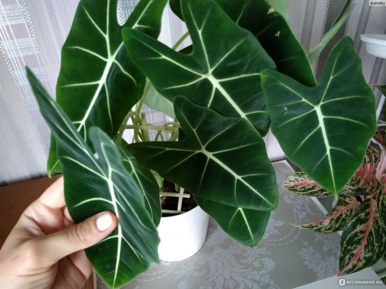 Алоказия Фредерик Вайт