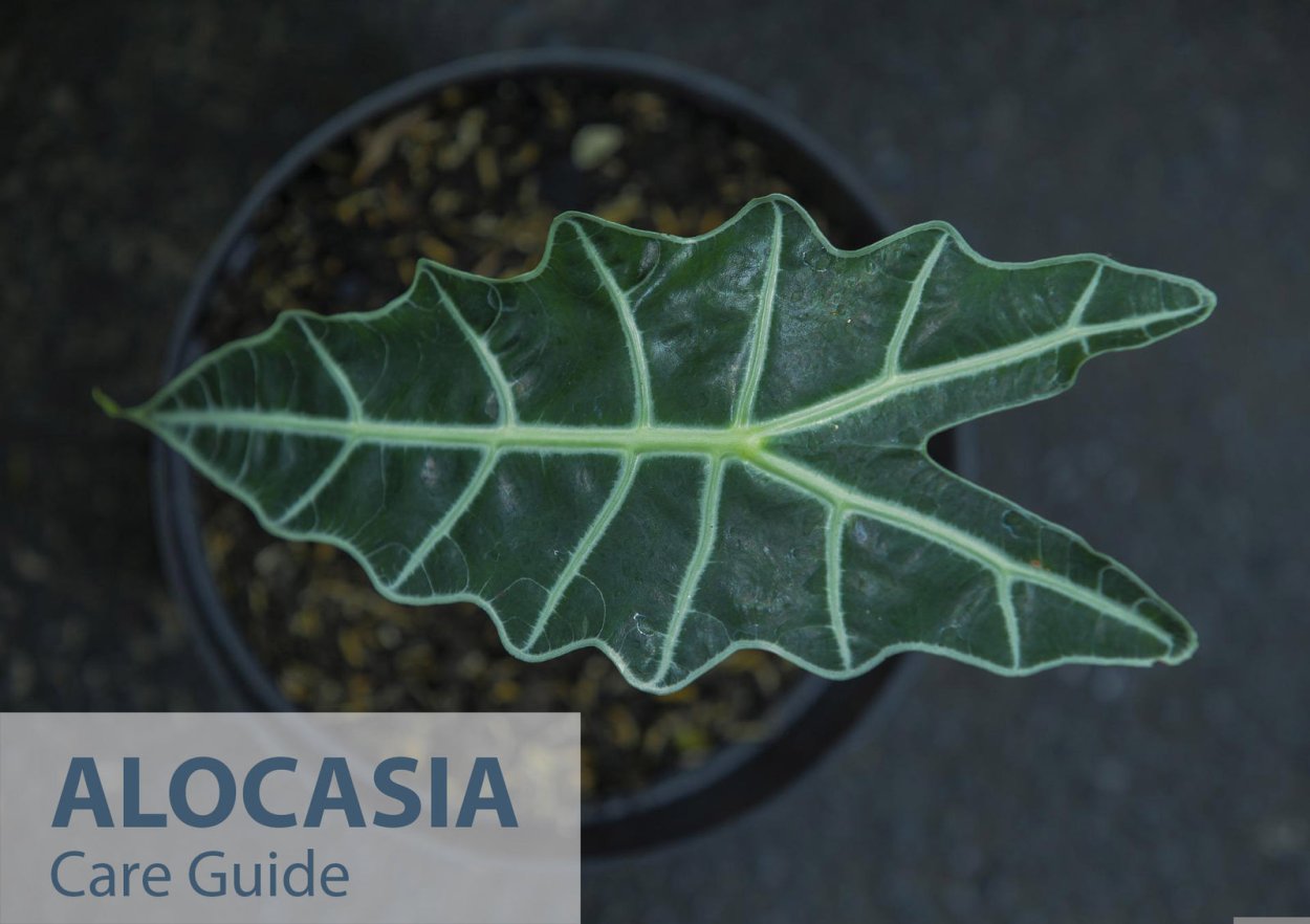 Алоказия Сандера