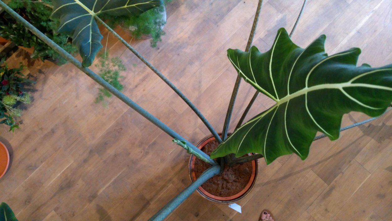 Алоказия Мишольца