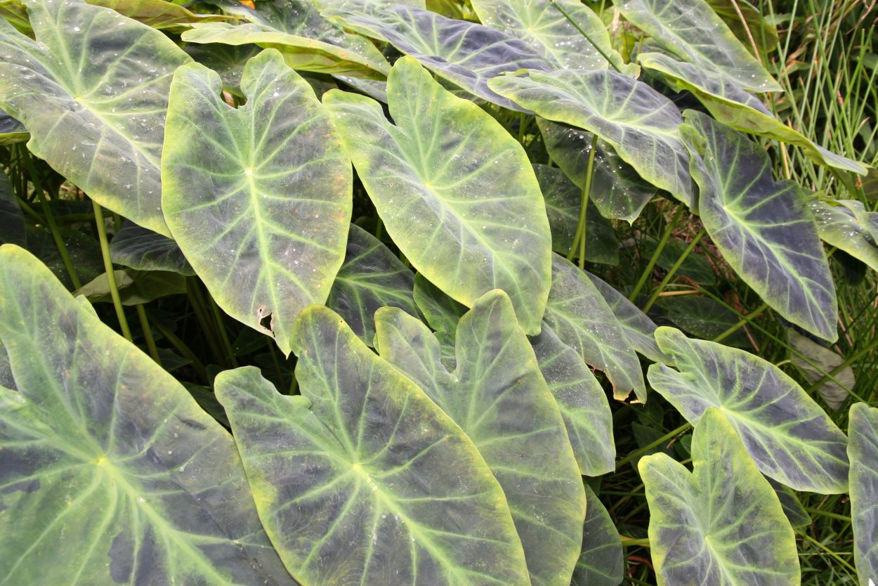 Алоказия драгон Тайл