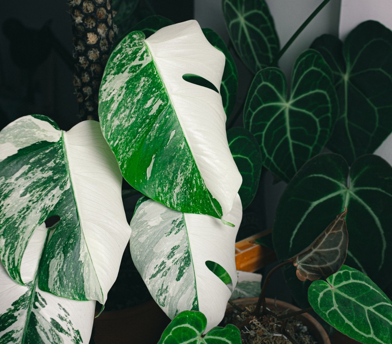 Алоказия Frydek