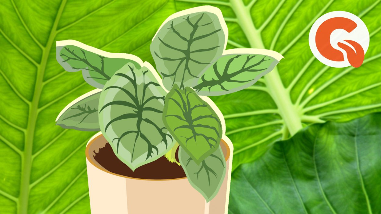 Таро Слоновье ухо