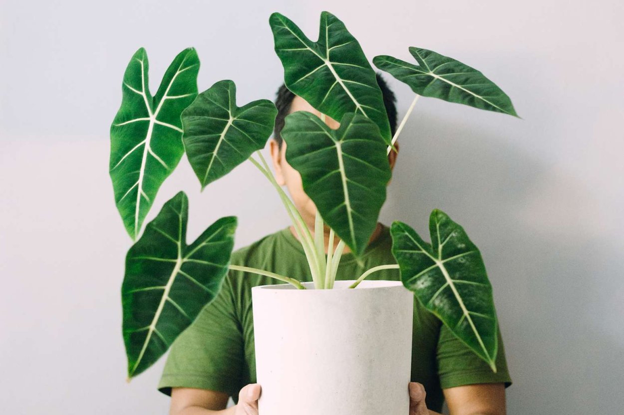 Алоказия Сандера