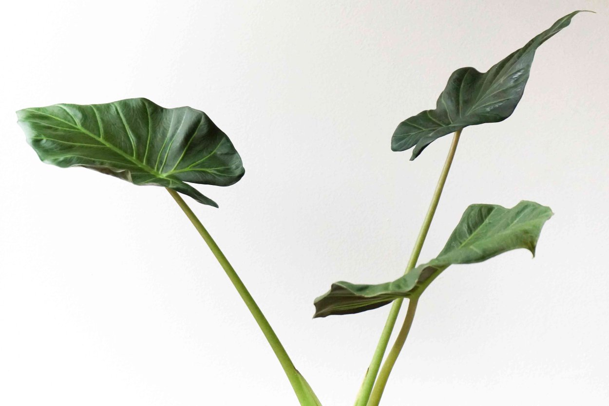 Лист алоказия нарисованный