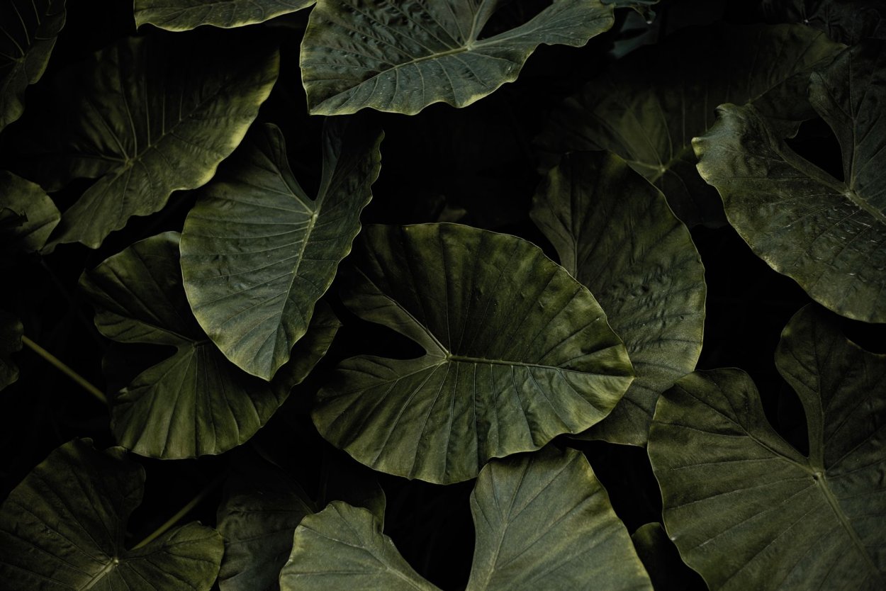 Алоказия Мишольца