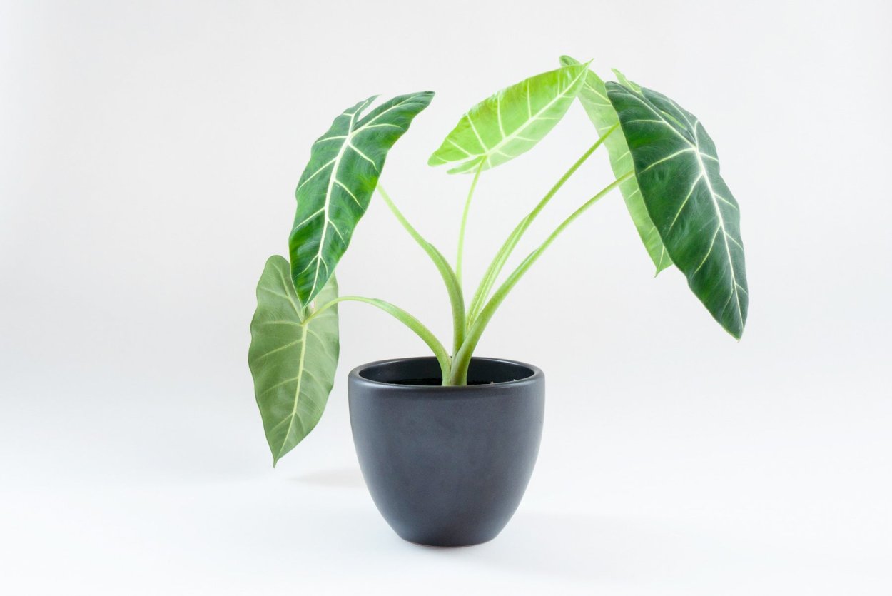 Алоказия ред Сикрет вариегатная