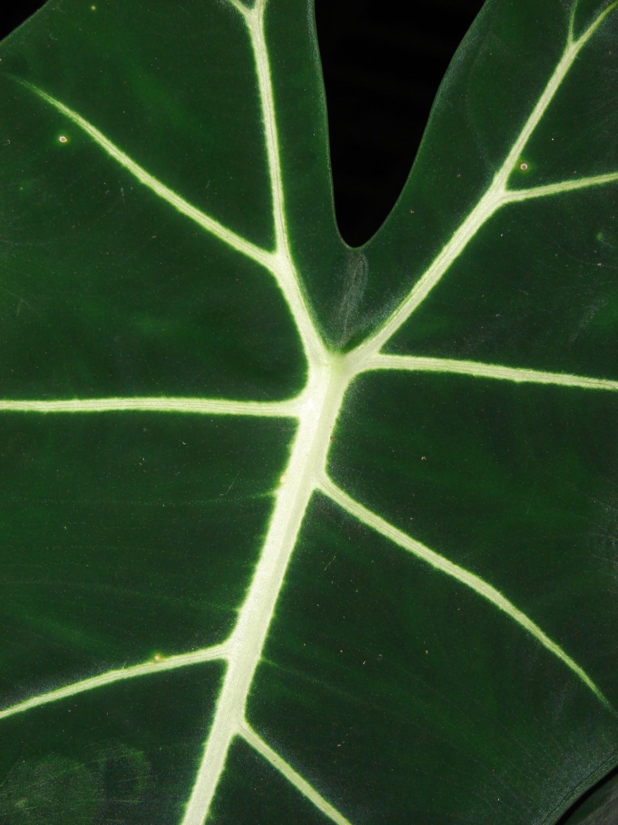 Алоказия Нью Гвинея Голд