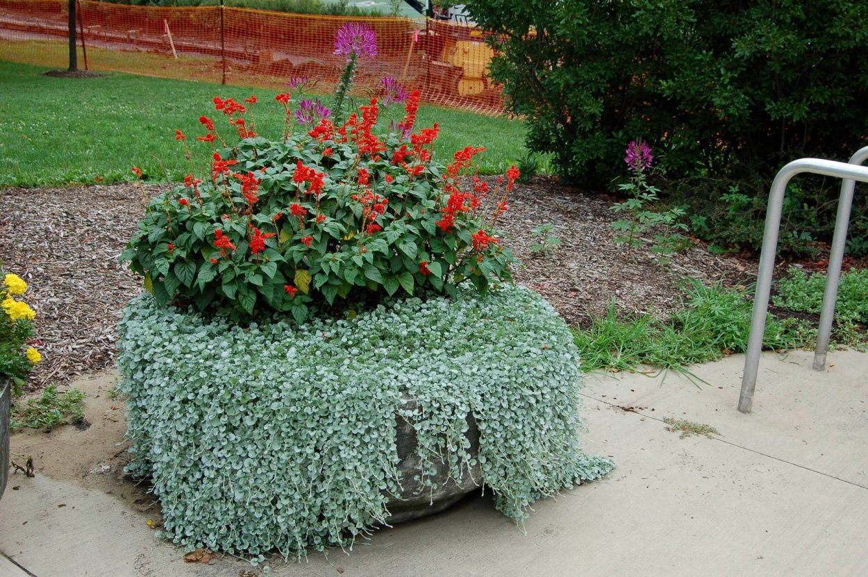 Дихондра ампельная изумрудный водопад