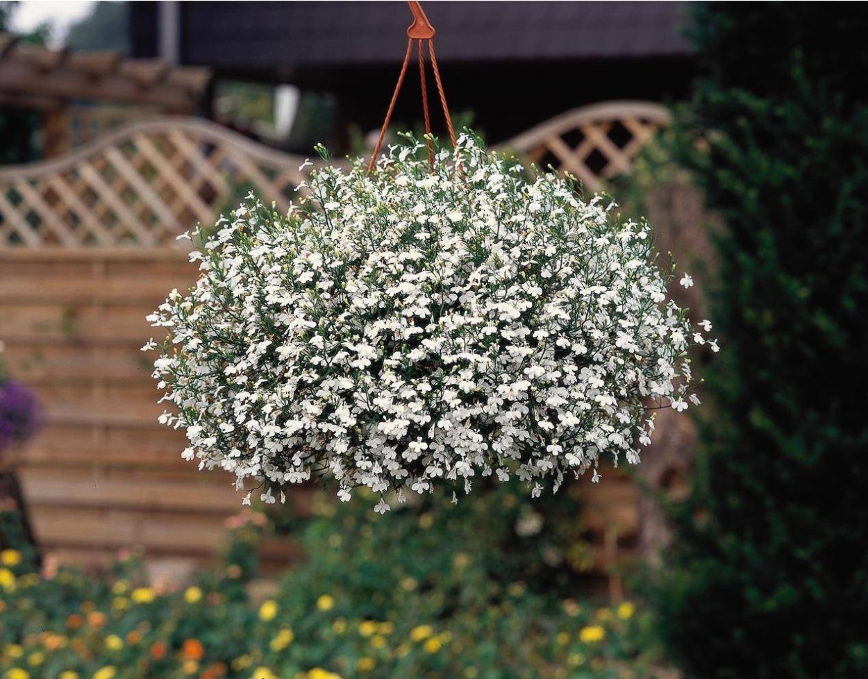 Пеперомия ампельная