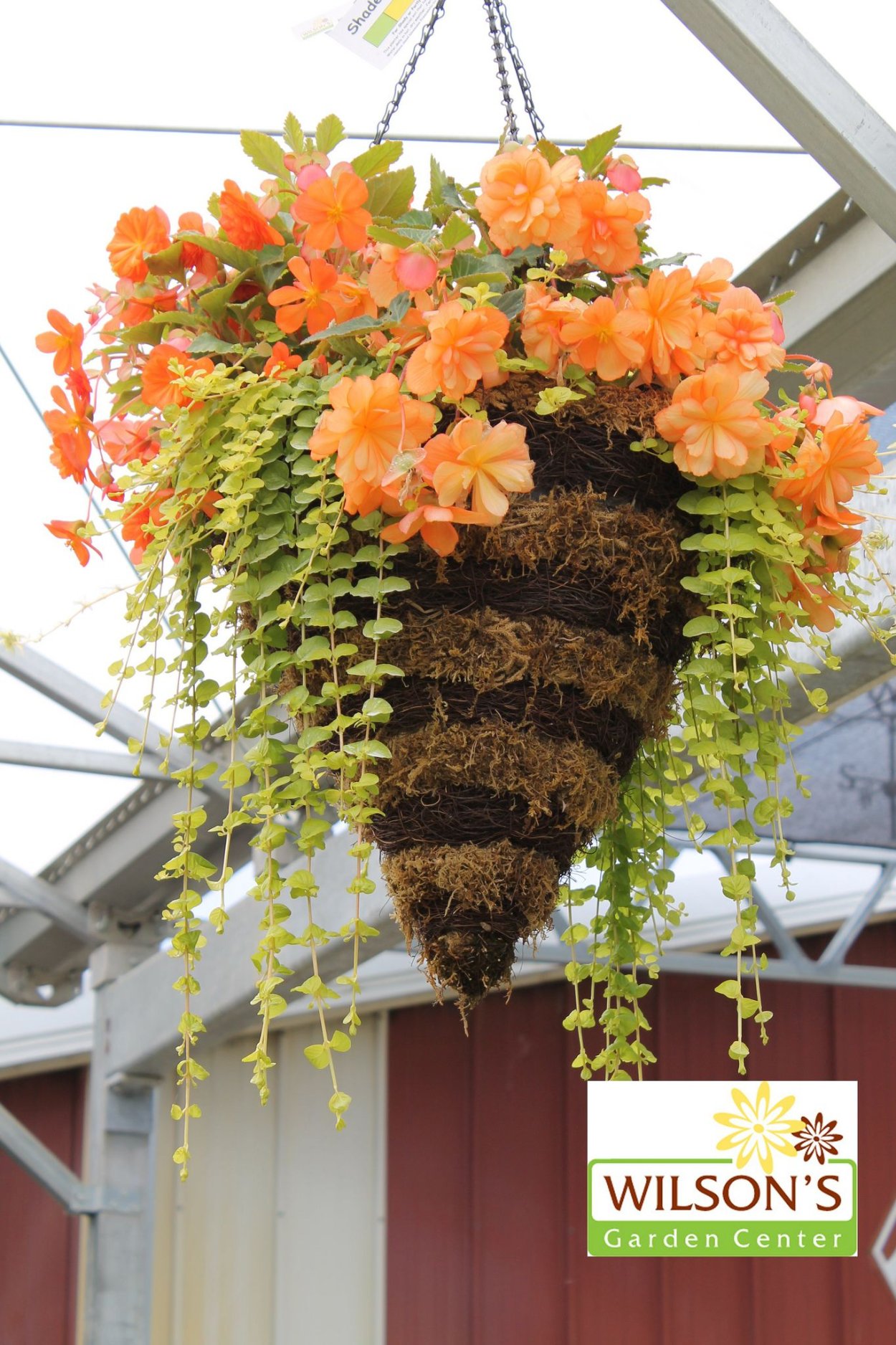 Петуния опера Распберри айс