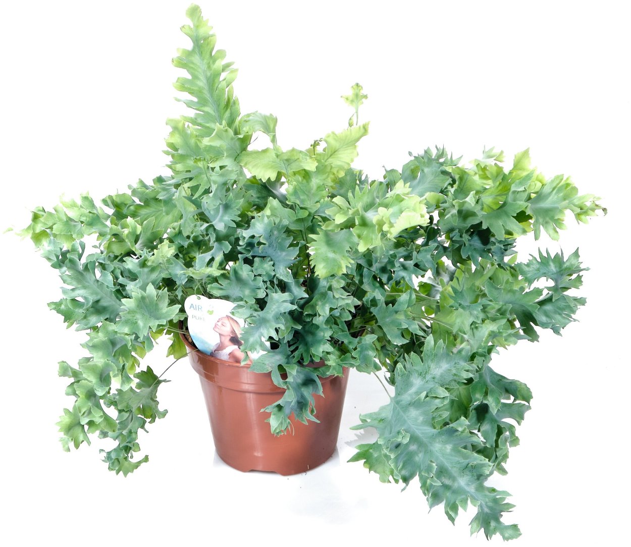 Флебодиум вращающийся