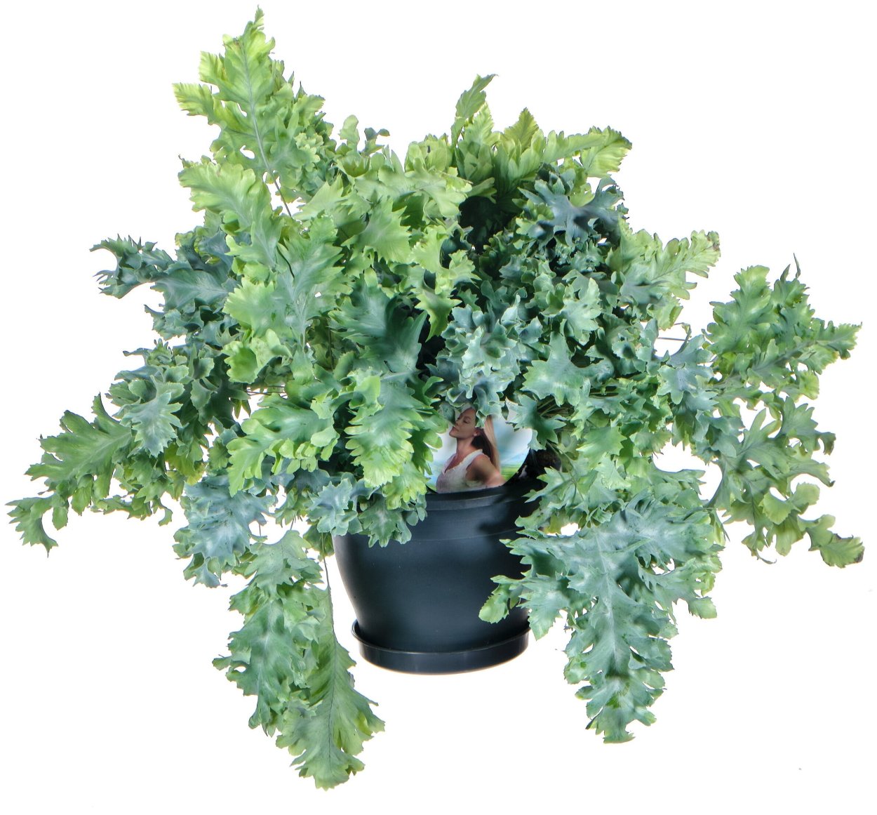 Папоротник флебодиум Блю Стар