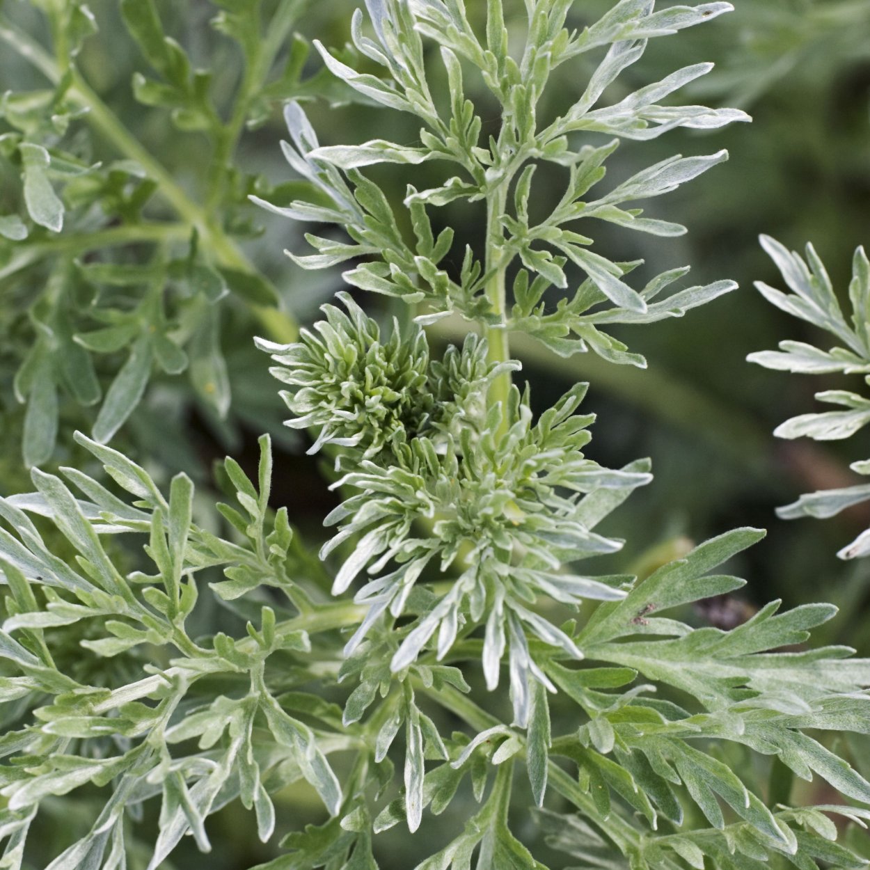 Туйон в полыни