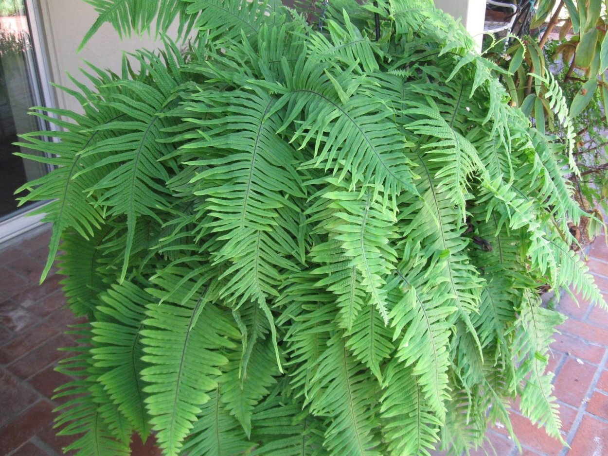 Даваллия Канарская