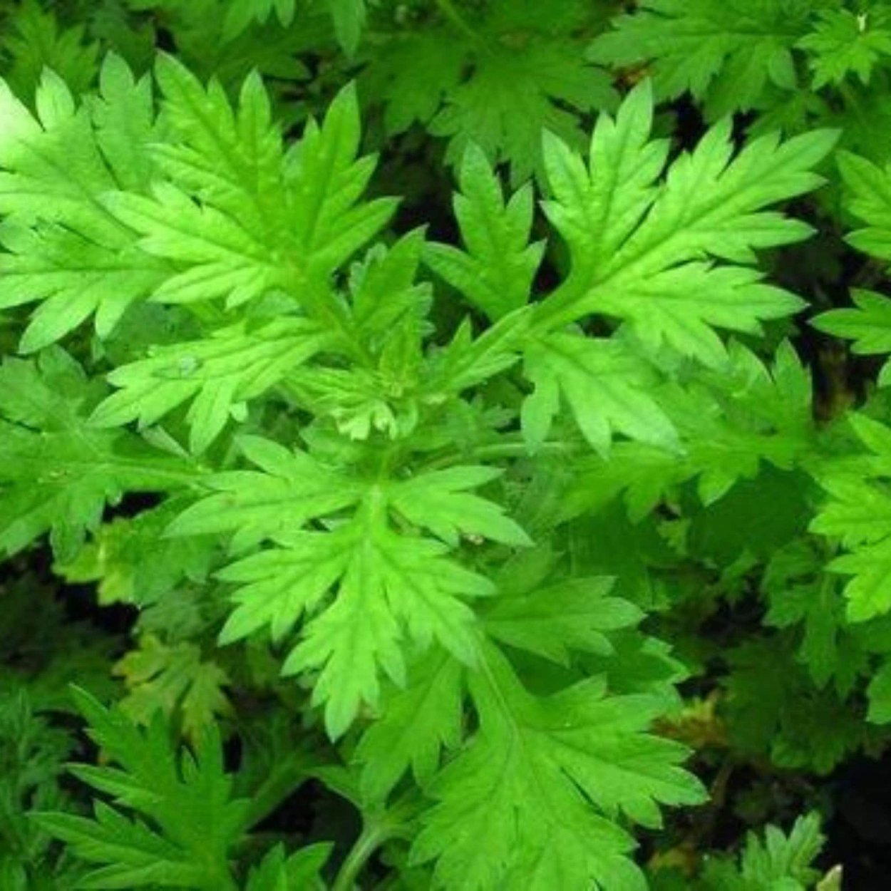 Полынь Давана