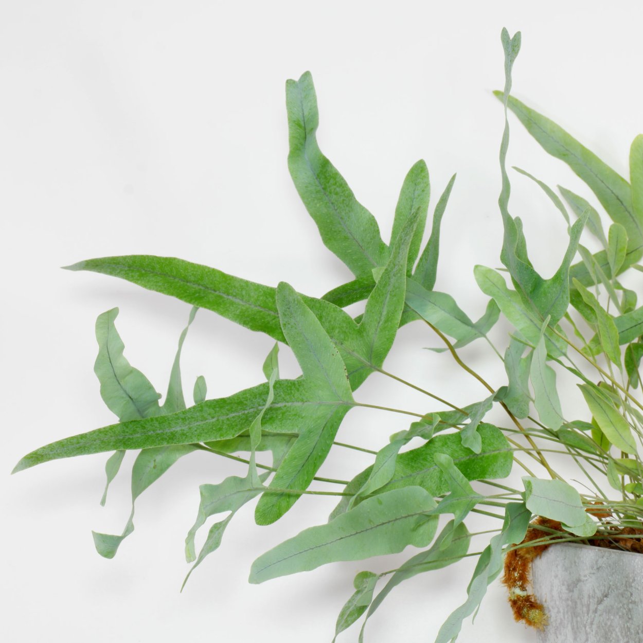 Полиподиум многоножка