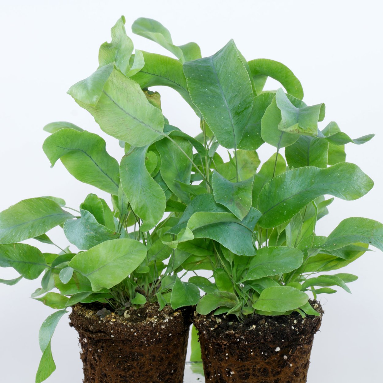 Чернобыльник трава