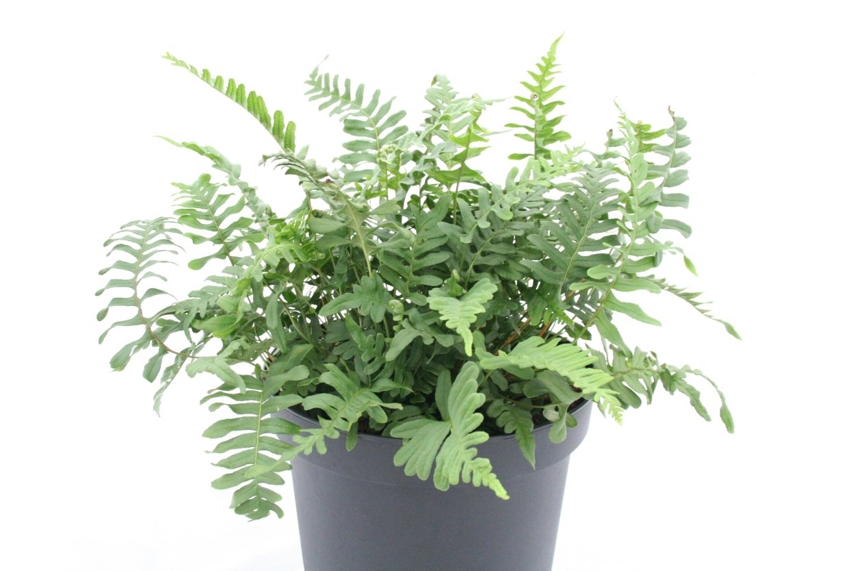 Папоротник флебодиум Давана