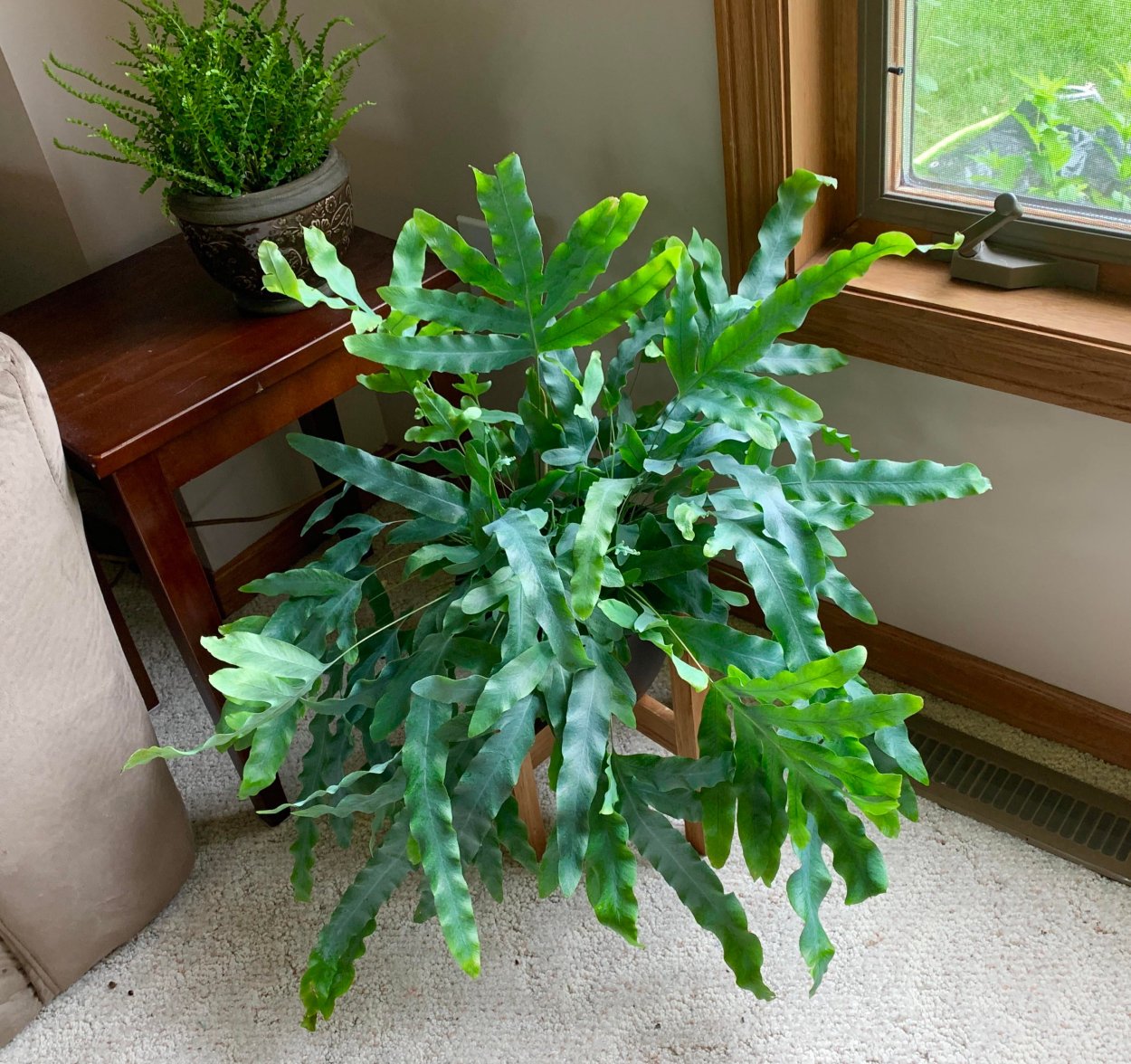 Полынь чернобыльник