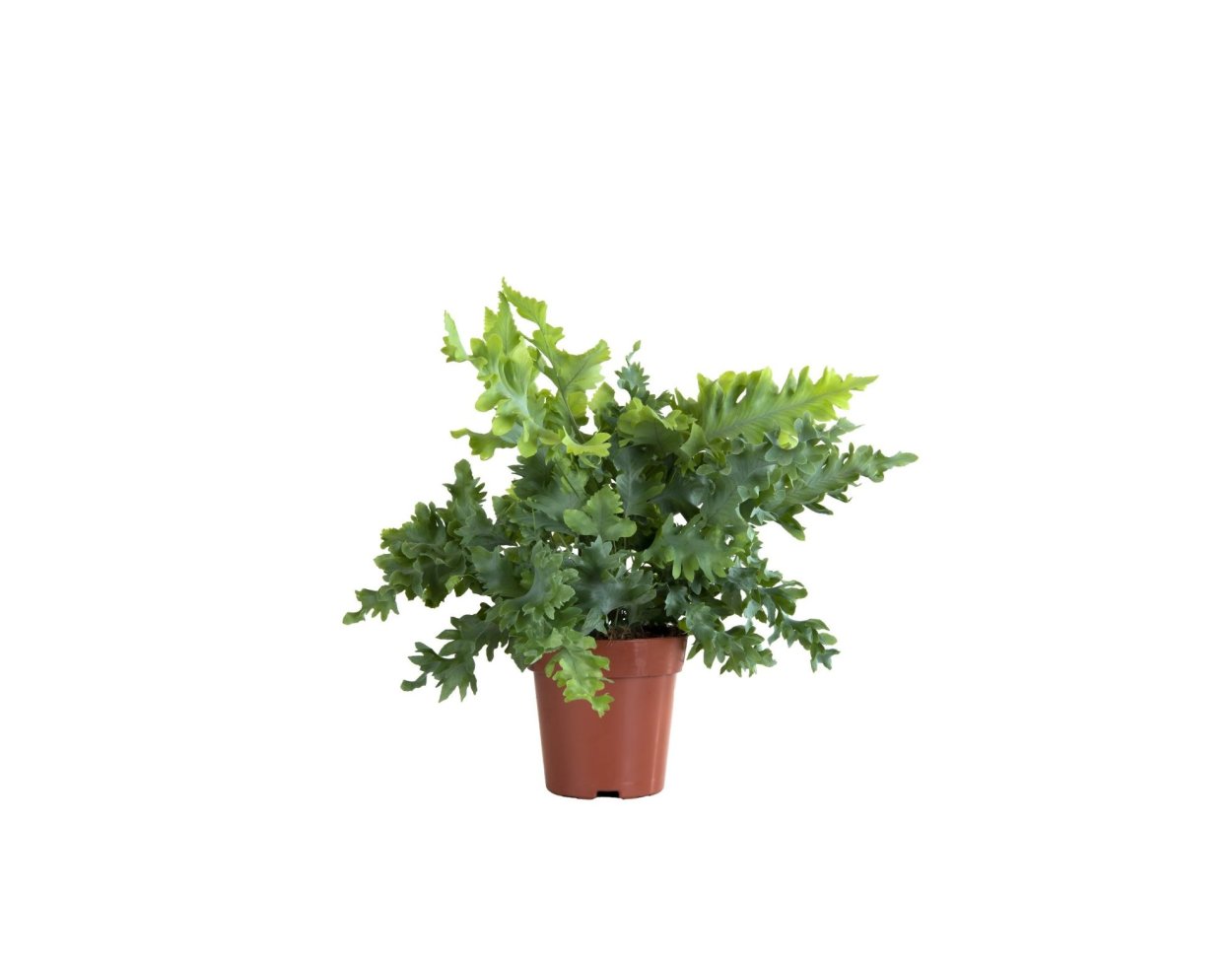 Флебодиум Давана