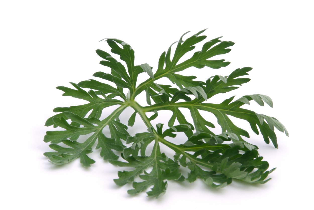 Полынь чернобыльник листья