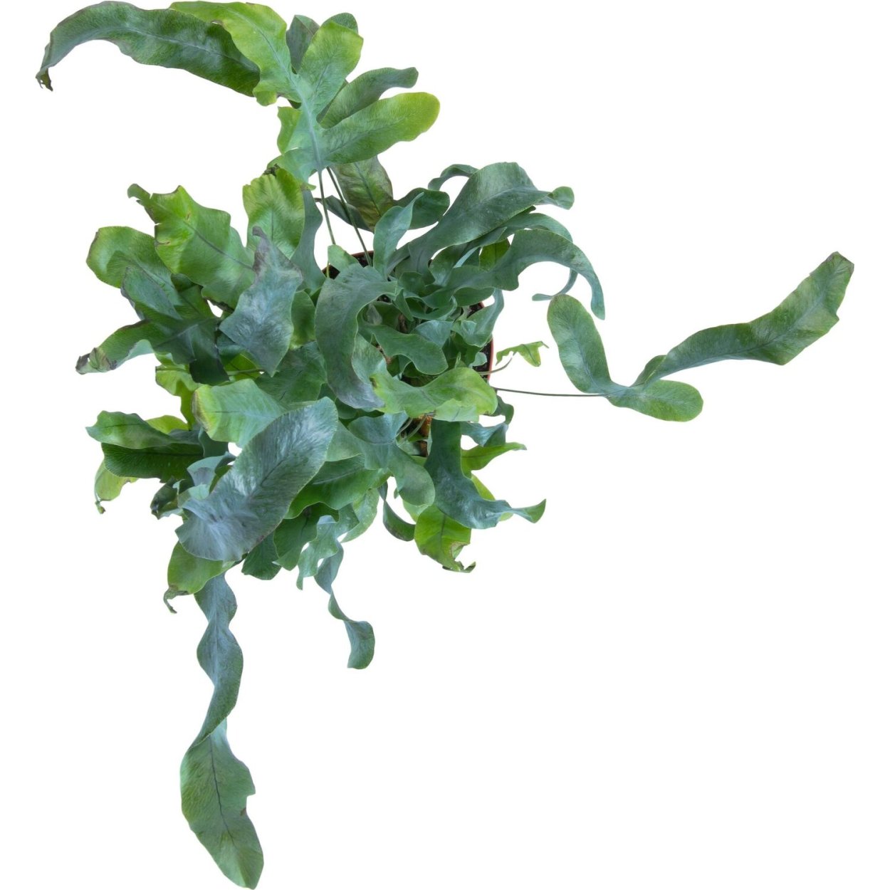 Папоротник флебодиум голубой