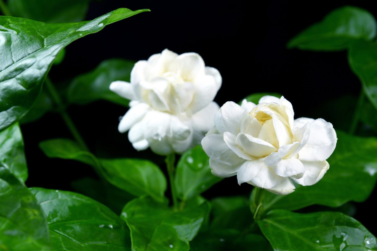 Амброзия растение