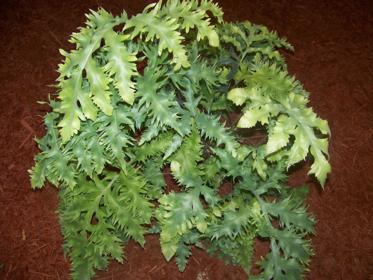 Лютик первоцвет