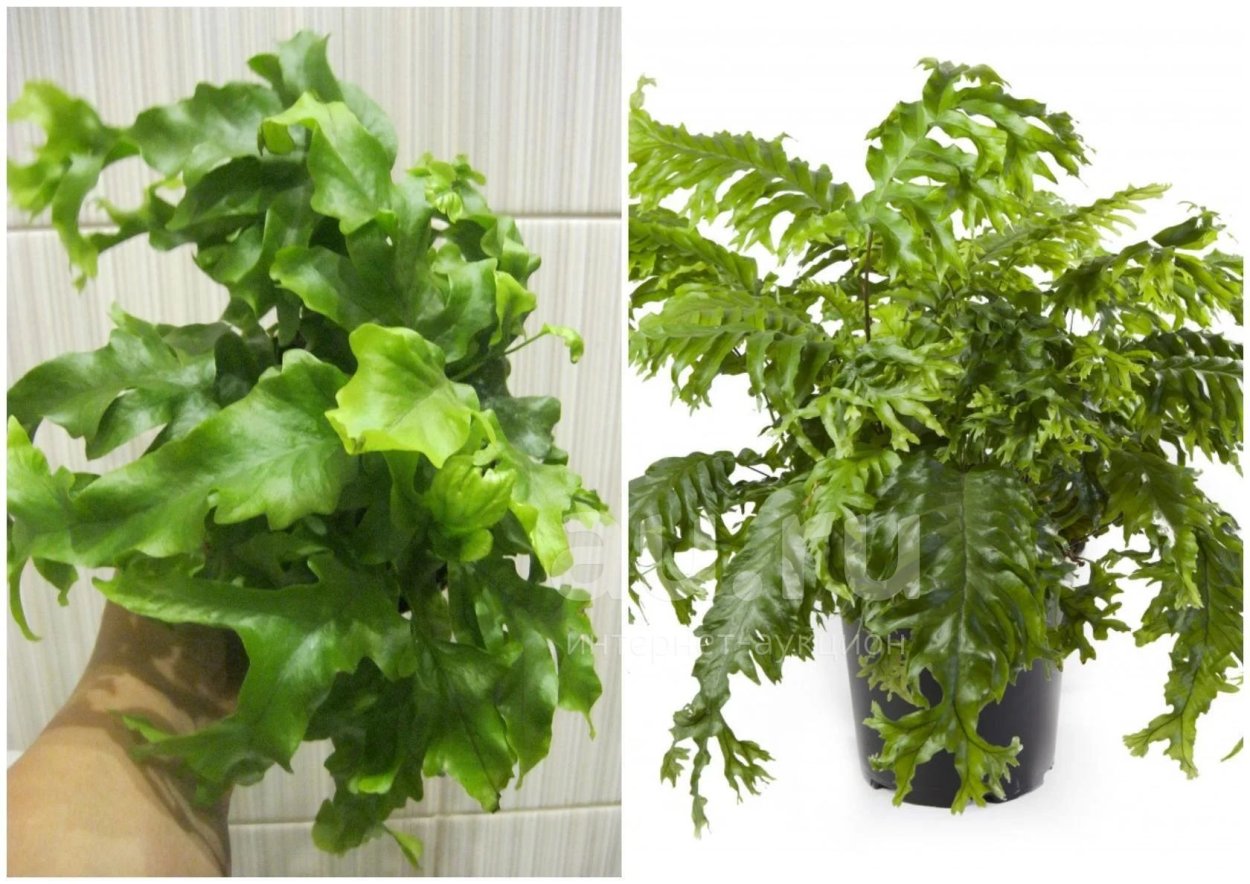 Любисток Преображенский Семко