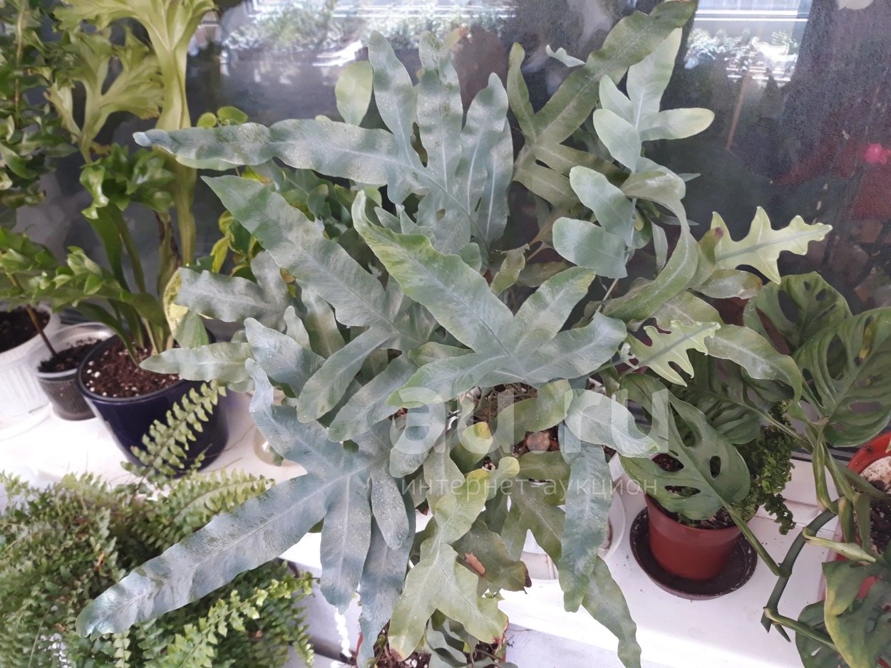 Флебодиум Давана