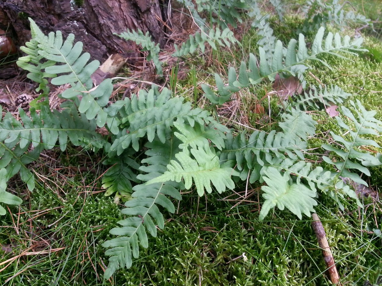 Растение ферулу Асса Фетиду