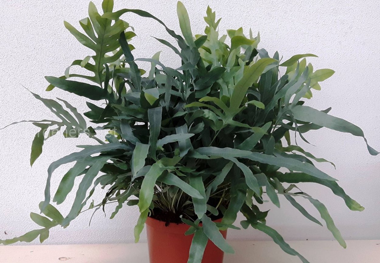 Папоротник многоножка Полиподиум