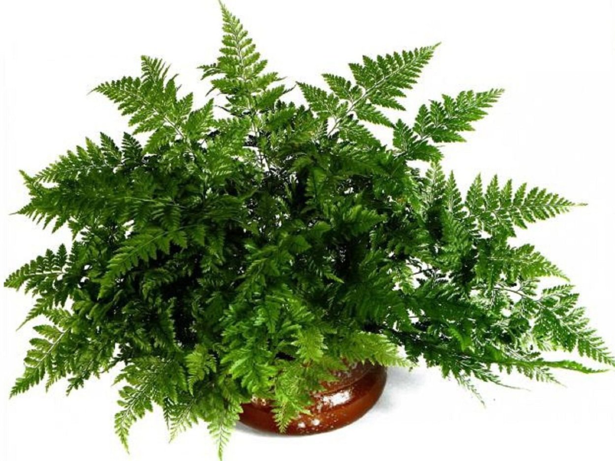 Физостегия водоём