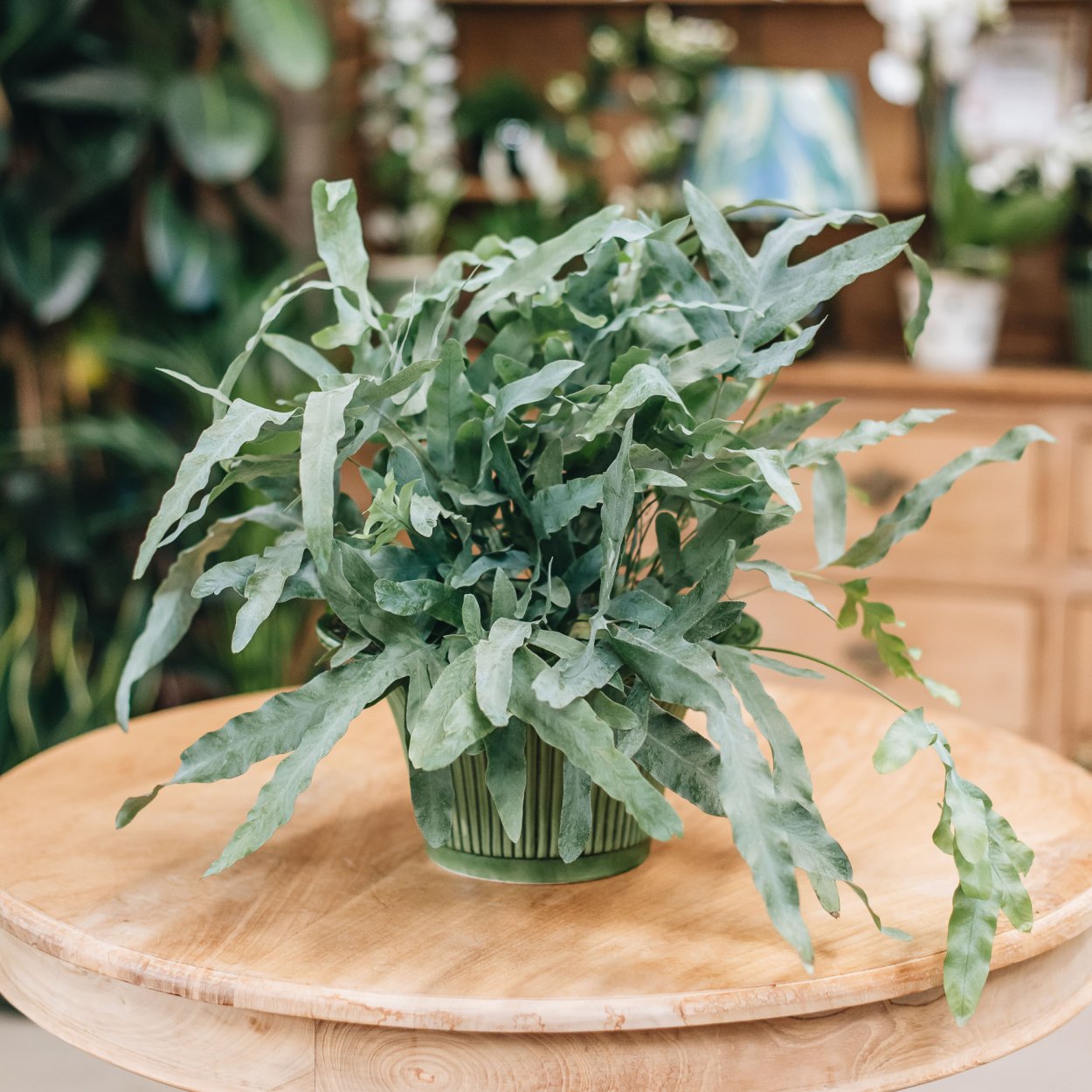 Manihot grahamii листья