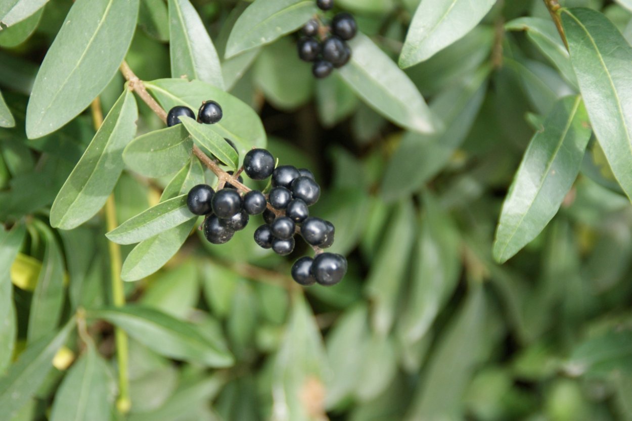 Бирючина vulgare