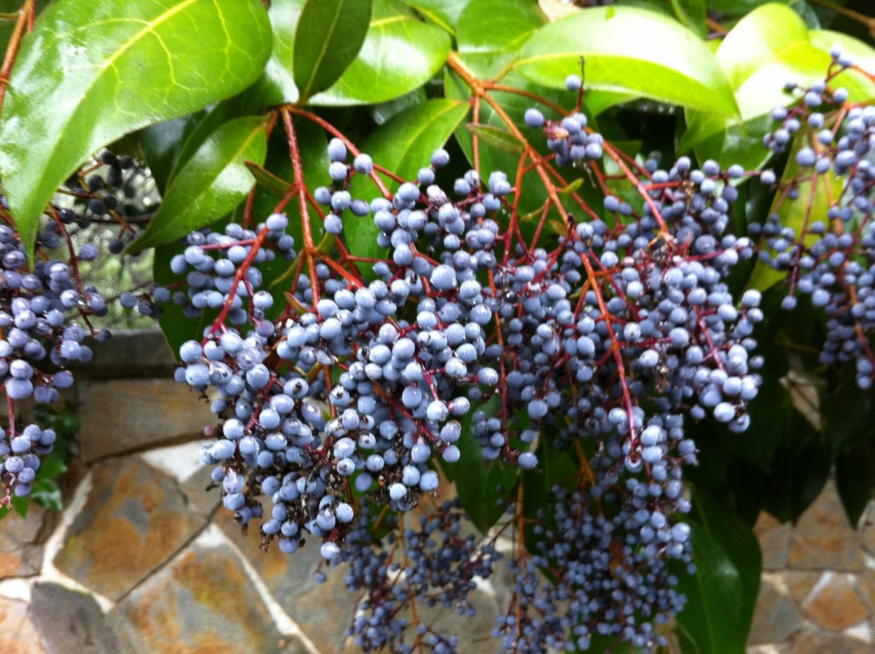 Бирючина обыкновенная рисунок карандашом