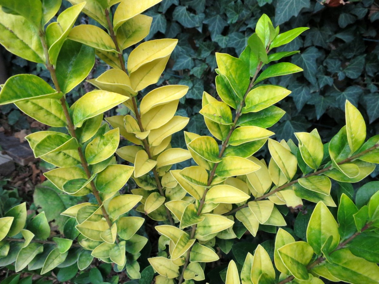 Самшит Вариегата