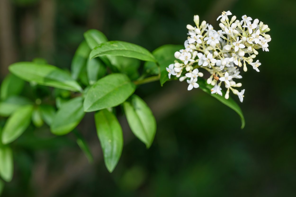 Бирючина сообщение 3 класс