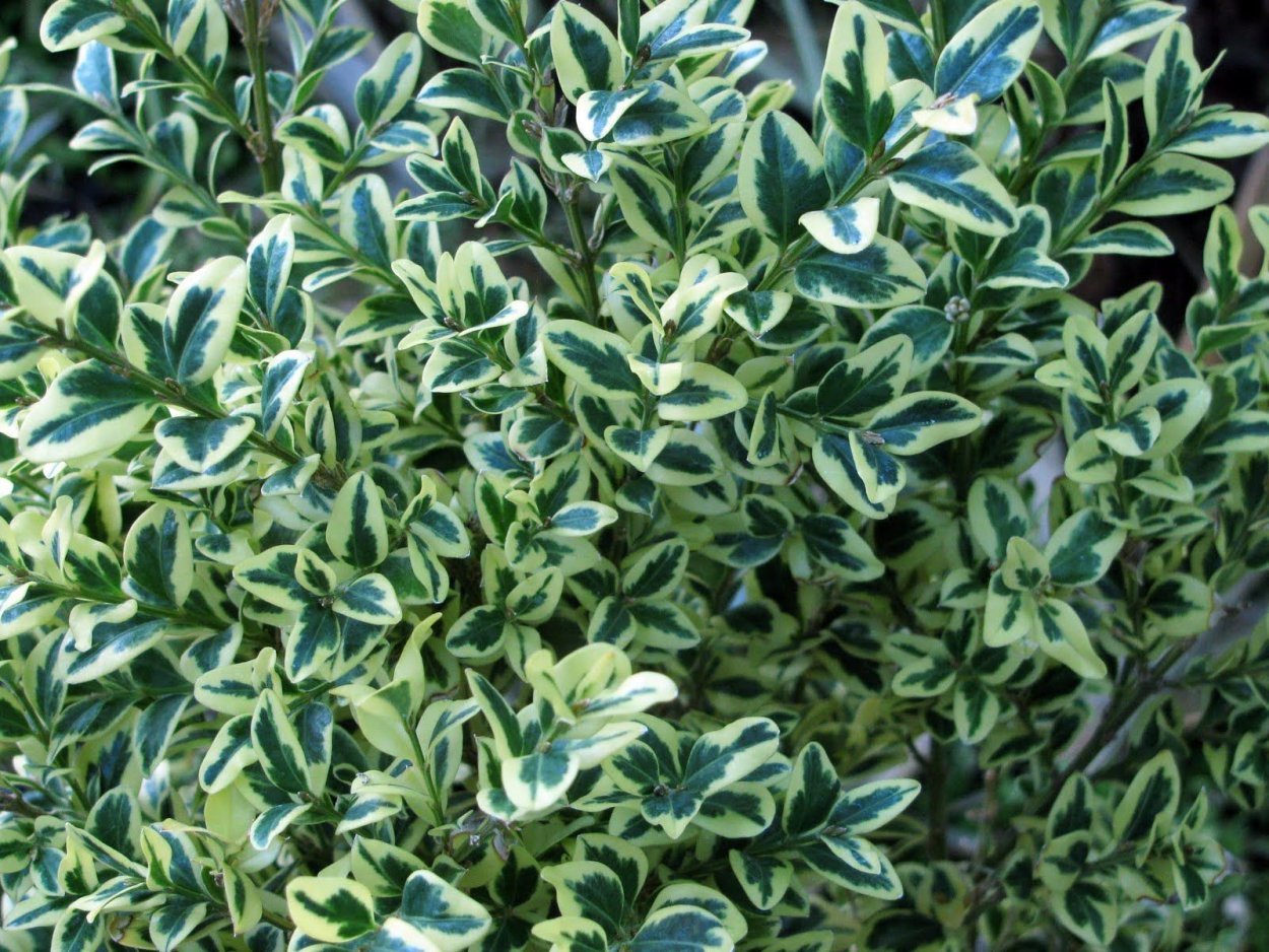 Бирючина обыкновенная (Ligustrum vulgare)