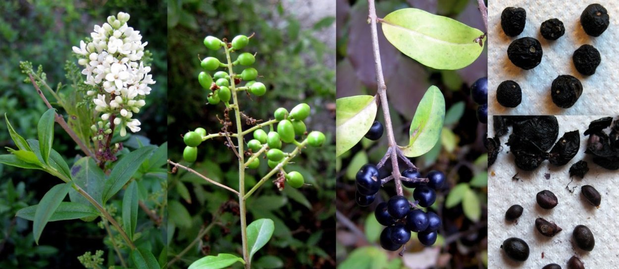 Волчья ягода Крушина