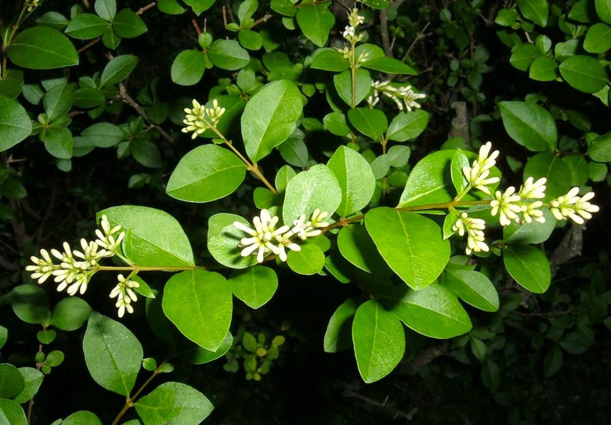 Паслен кустик черные ягоды