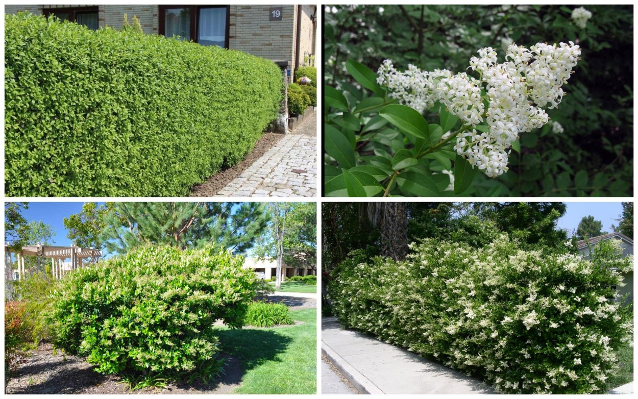 Волчья ягода (бирючина)