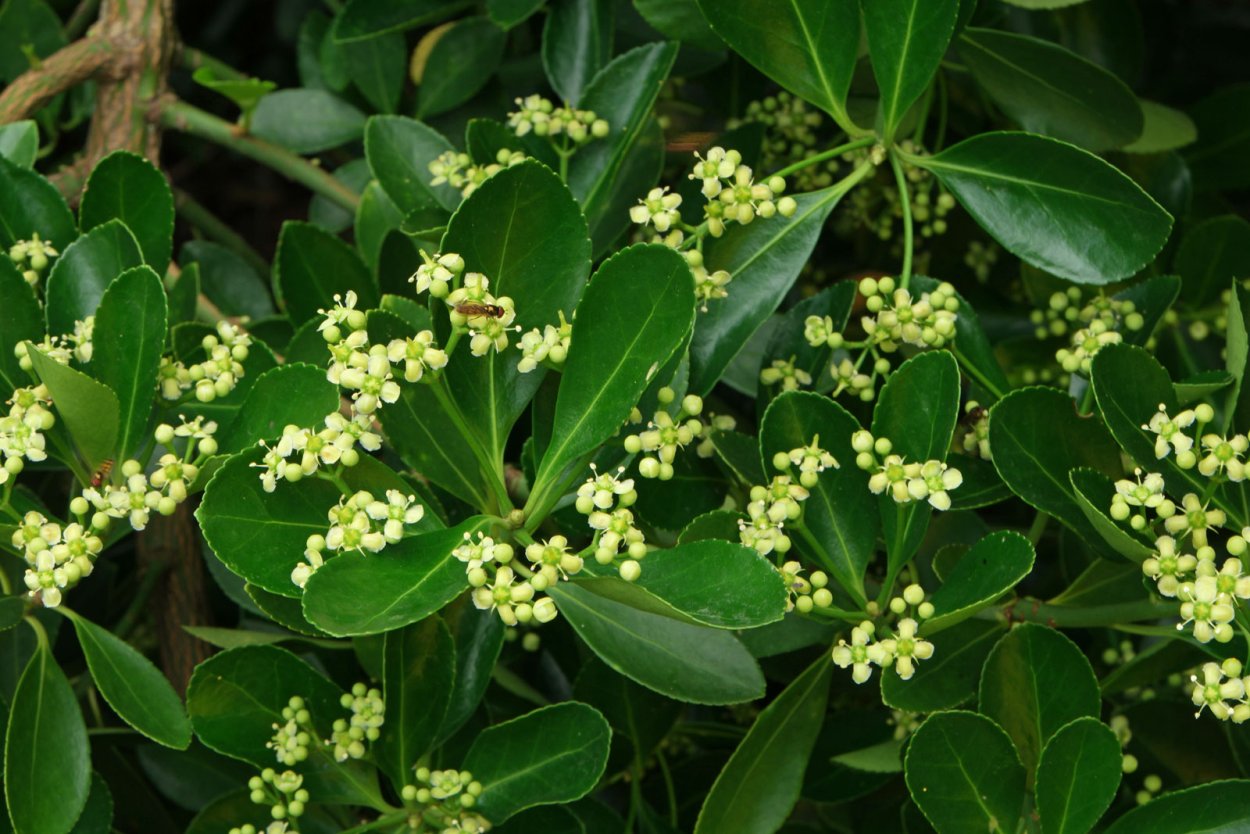 Жимолость Лесная габитус